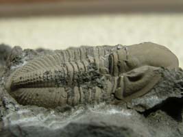 Phillipsia ornata belgica-Tournaisien-(photo & coll DLE)